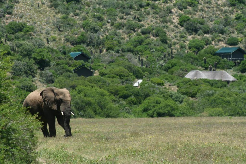 Hillsnek Safari Camp - Amakhala Game Reserve Eksteriør billede