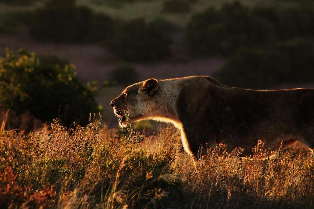 Hillsnek Safari Camp - Amakhala Game Reserve Eksteriør billede