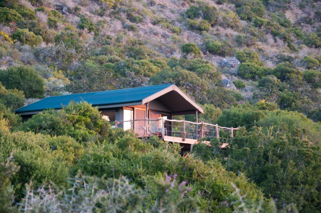 Hillsnek Safari Camp - Amakhala Game Reserve Værelse billede