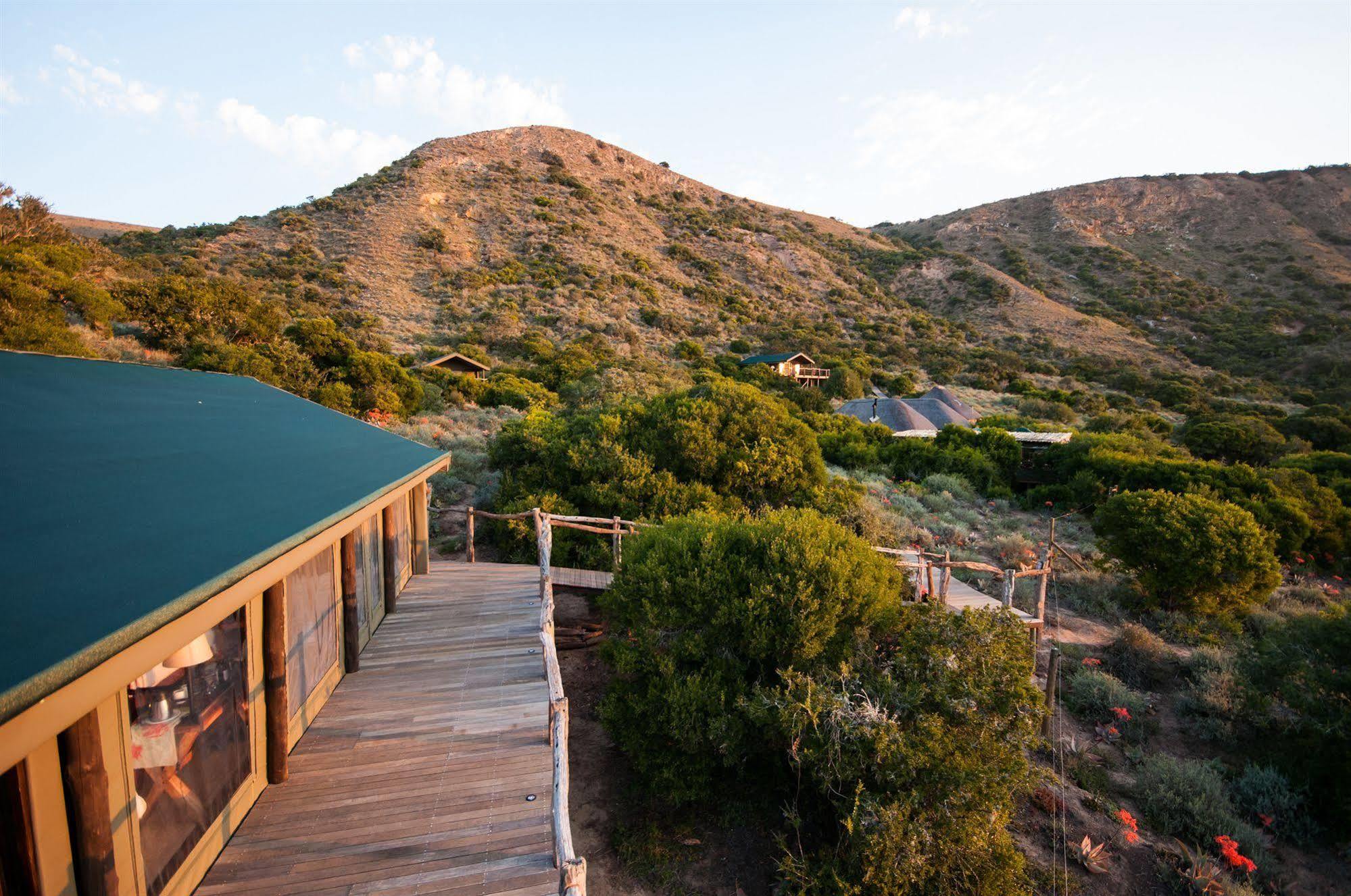 Hillsnek Safari Camp - Amakhala Game Reserve Eksteriør billede