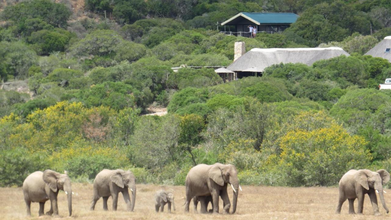 Hillsnek Safari Camp - Amakhala Game Reserve Eksteriør billede