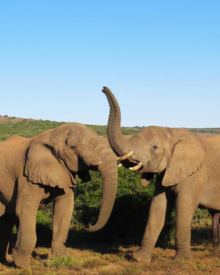 Hillsnek Safari Camp - Amakhala Game Reserve Eksteriør billede