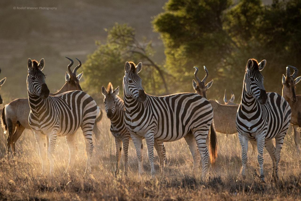 Hillsnek Safari Camp - Amakhala Game Reserve Eksteriør billede