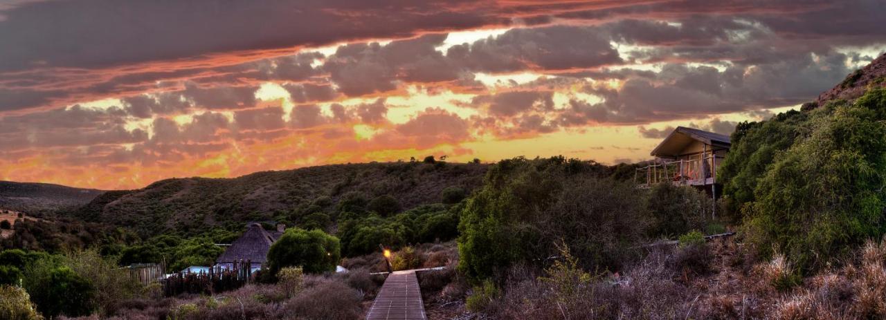 Hillsnek Safari Camp - Amakhala Game Reserve Eksteriør billede