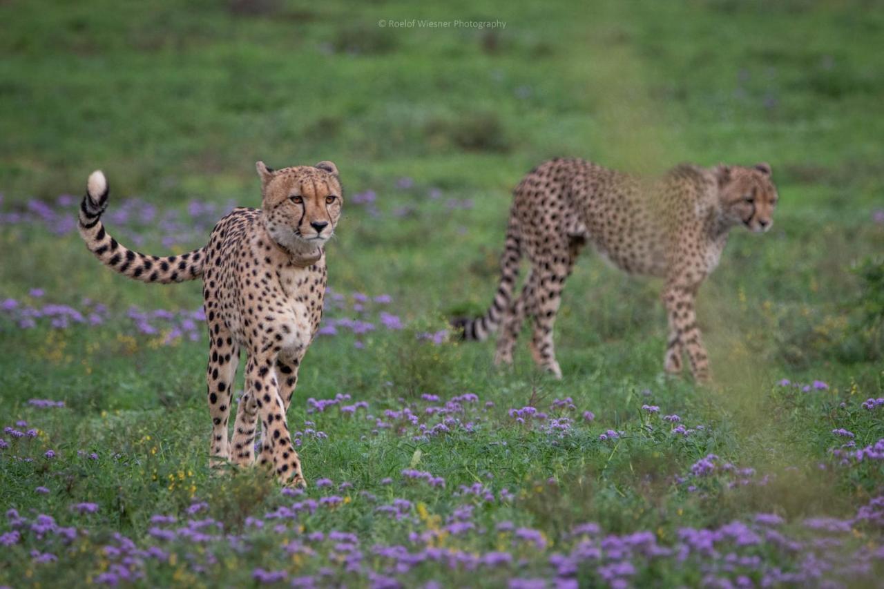 Hillsnek Safari Camp - Amakhala Game Reserve Eksteriør billede