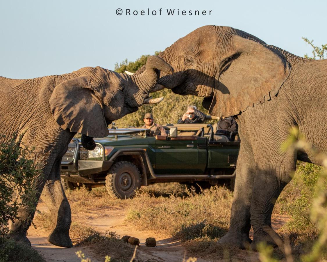 Hillsnek Safari Camp - Amakhala Game Reserve Eksteriør billede