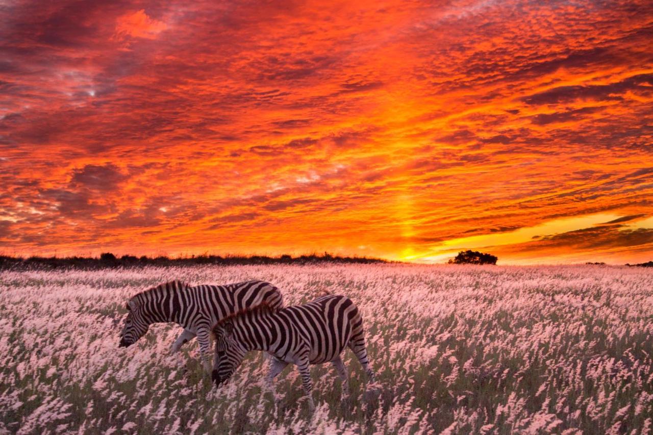 Hillsnek Safari Camp - Amakhala Game Reserve Eksteriør billede